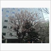 北海道合同庁舎の桜