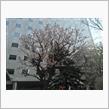 北海道合同庁舎の桜