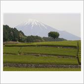 旅行けばぁ~　駿河の国に　茶 ...