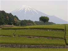 旅行けばぁ~　駿河の国に　茶の香りぃ