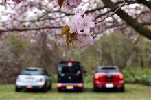桜の下で会いまShow!2016 桜の下で会いまShow!2016