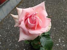 控えぇぇ控えおろうぅぅぅ♂♂♂