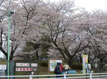 埼玉の公園シリーズその１：さいたま市・大崎公園