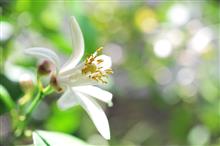 ひかり，溢れる5月