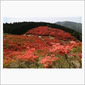 「一目百万本」葛城山のヤマツ ...
