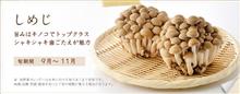 小学生日記   No.54