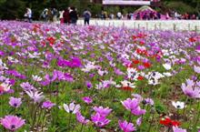 2016/05 富士芝桜まつり 2016/05 富士芝桜まつり