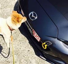 5月もドタバタな日々！嗚呼犬が欲しい。。。