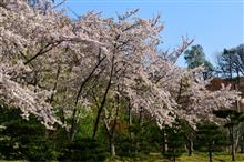 花は桜 君は美し 花は桜 君は美し