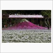 富士芝桜
