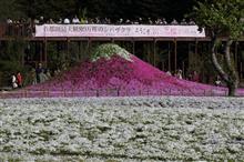 富士芝桜 