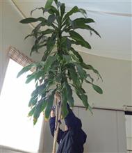 幸福の木の植え替え