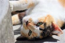 猫ログ