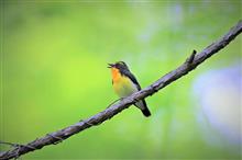 ２週連続で山中湖へ野鳥撮影　(^_^;)