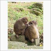 高崎山の猿