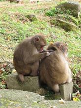 高崎山の猿