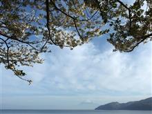 近所の桜巡り