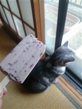 暑いね～