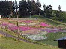 芝桜