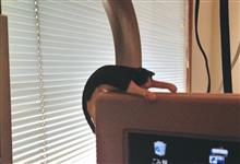 ゼロパー日曜 ゼロパー日曜