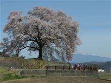 韮崎・北杜　桜ドライブ♪