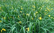 違いが分かる○○○な「花♪」 違いが分かる○○○な「花♪」