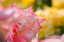 Each Rosy Life 〜神代植物公園 春のバラフェスタ2016 Part2〜 Each Rosy Life 〜神代植物公園 春のバラフェスタ2016 Part2〜