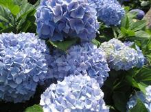 ６月になれば