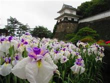 2016 大村公園 花菖蒲まつり☆彡