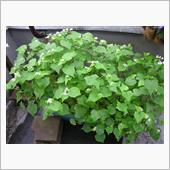 蕎麦の花