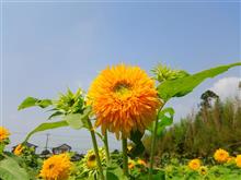 ひまわりの種蒔きと庭の花！　