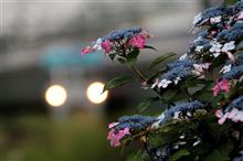 紫陽花と鉄道を絡めて写真を撮りにドライブへ行こう。　京王井の頭線 一日十鉄