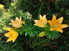 開花と発芽❗