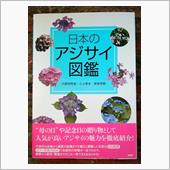紫陽花