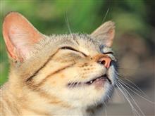 猫遊び