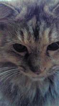 猫が死んだ