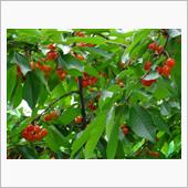 恒例のさくらんぼお手伝い🍒