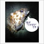 週末は釣り会でしたね♪
