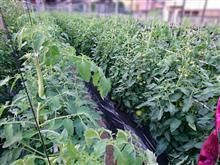 夏野菜の状況など🎵 夏野菜の状況など🎵