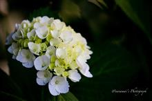 紫陽花の季節 紫陽花の季節