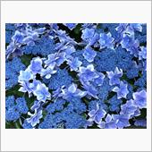 GTIで神戸の紫陽花園