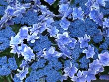 GTIで神戸の紫陽花園