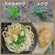 万願寺唐辛子＆オクラ