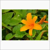 佐渡へ！花編