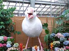 鳥と戯れに徘徊