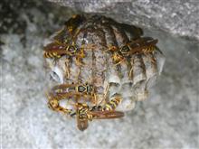 蜂に刺されました! 蜂に刺されました!