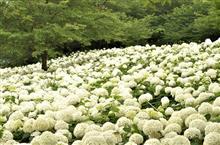 紫陽花