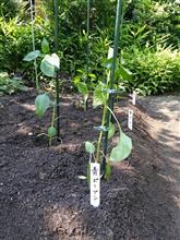 信号無視を植えてみた。