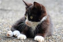小猫ウォッチング