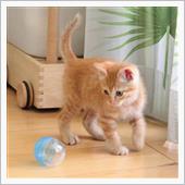 あれから一週間の子猫物語